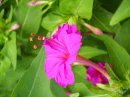 Check spelling or type a new query. Mirabilis Jalapa Wikipedia