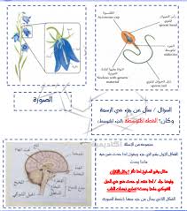 مواضيع اللغة الإنجليزية للحادي عشر علمي وأدبي أ عصام زودي. ØªØ¬Ù…ÙŠØ¹Ø§Øª Ø§Ù„ØªØ­ØµÙŠÙ„ÙŠ Ø¹Ù„Ù…ÙŠ 1441