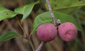 Image result for Syzygium komatiense