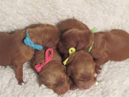3,191 likes · 9 talking about this. Teddy Bear Puppy Rescue Wisconsin
