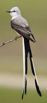 Bird Of Paradise Meaning In Hindi The Scissor Tailed Flycatcher Tyrannus Forficatus Aka The Texas Bird Of Paradise Beautiful Birds Pet Birds Pretty Birds