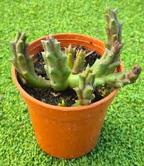 Image result for Orbea variegata