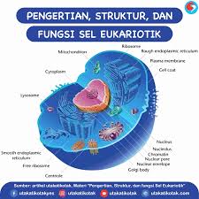 Maybe you would like to learn more about one of these? Pengertian Struktur Dan Fungsi Sel Eukariotik