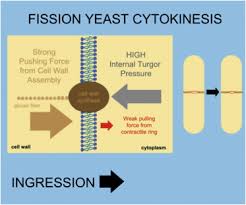 Check spelling or type a new query. Contributions Of Turgor Pressure The Contractile Ring And Septum Assembly To Forces In Cytokinesis In Fission Yeast Sciencedirect