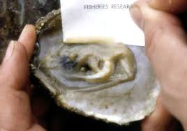 Image result for Bonamia