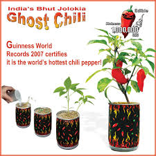To grow ghost peppers outdoors, your growing season. Ghost Pepper Growing Kit Bhut Jolokia