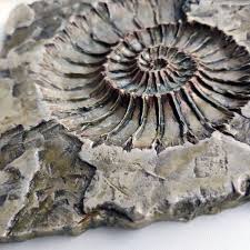 Pin On Fossil Decor