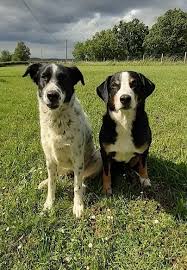 Les Caniparcs du Truel