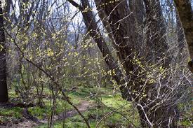 Image result for Buchnera usuiensis