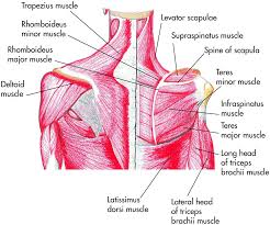 Related online courses on physioplus. Posterior Shoulder Muscle Diagram Fusebox And Wiring Diagram Cable Heel Cable Heel Crealla It