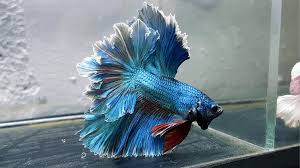 You very much have your own style. Top 13 Beautiful Types Of Rare Betta Fish By Tail Pictures