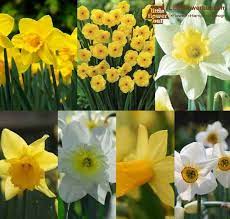 Daffodil Flower Singapore Best Flower Wallpaper