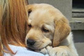 how to estimate labrador puppy growth pets