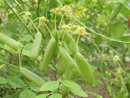 Image result for Crotalaria laburnifolia