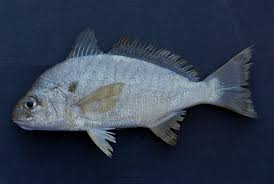 Will easily be the dominant angelfish if housed with other angels. Spot Fish Wikipedia