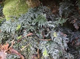 Image result for Vandenboschia gigantea