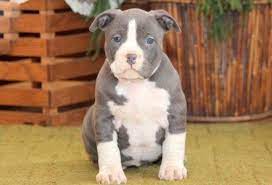 American Bully Puppies For Sale Puppy Adoption Keystone Puppies Puppy Adoption Pitbull Puppies For Sale American Pitbull Puppies