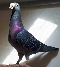 15 Types Of Pigeon Breeds You Must Know Palomas Mensajeras Aves De Corral Pinturas De Aves