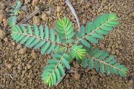 Image result for Phyllanthus muellerianus
