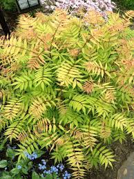 Sobaria Sorbifolia False Spirea A Showy And Very Hardy Medium Sized Shrub With Upright Panicles Of Frothy Whit Perfect Garden Plants Deer Resistant Shrubs