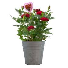 Maybe you would like to learn more about one of these? Miniature Roses 5 Rona