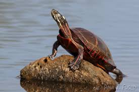 Use them in commercial designs under lifetime, perpetual & worldwide rights. Painted Turtle