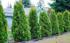 Your yard should be your sanctuary, your escape from the worries of the day, a place to relax hedges for privacy. Good Trees For Privacy Screen Interesting Ideas For Home