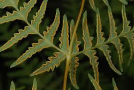 Image result for Histiopteris