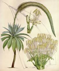 Agave attenuata ray of light fox agave in gardentags, oregon cactus blog agave attenuata ray of light, succulents and more plant from the 2017 succulent, agave attenuata ray of agave attenuata ray of light variegated foxtail agave. Agave Attenuata Care Learn To Grow The Fox Tail Agave