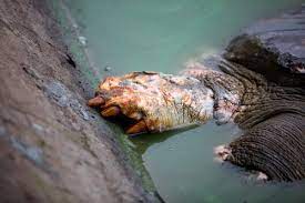 Cụ rùa lở loét vết thương - Tuổi Trẻ Online