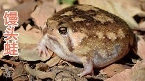 pin by 之最世界on 动物之最 animals frog