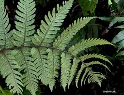 Image result for Megalastrum