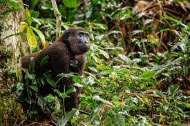 Kisangani is an important commercial hub point for river and land transportation and a major marketing and. Democratic Republic Of The Congo Vs The Congo Here S The Deal