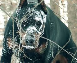 Extrem de inteligenti, activi, exuberanti, jucausi si cu un temperament exploziv inca de la inceput, aceste animale loiale au avut ca rol principal apararea stapanilor. 11 Rase De Caini Cu AdevÄrat InfricoÈÄtoare Fasingur