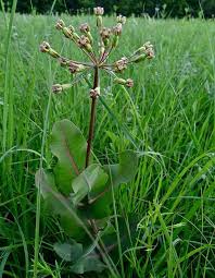 Sand Blunt Leaved Milkweed Asclepias Amplexicaulis Asclepias Milkweed Nature