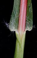 Image result for Setaria pseudaristata