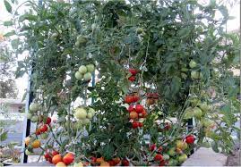 This gives them adequate room to grow and stretch to the sunlight. Raise Healthy Tomatoes In The Waterboxx Plant Cocoon Projects