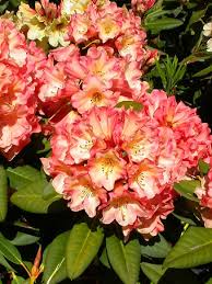 Image result for Buchnerodendron