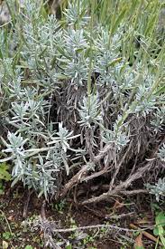 The reason for this is lack of or poor pruning. Woody Bare Lavender Save Your Plant No Need To Replace It