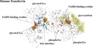 Image result for Transferrin