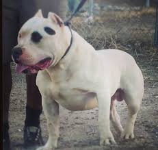 White American Pitbull Pitbull Dog 2121672 Hd Wallpaper Backgrounds Download