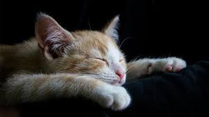 Anak kucing comel baru bangun tidur anak kucing comel dan lucu anak kucing cantik anak kucing comel di dunia. 60 Nama Lucu Kucing Betina Dan Jantan Menggemaskan Dan Mudah Diingat Ragam Bola Com