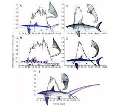 Share photos, videos and more at geni.com. Red Muscle Rm Distribution Patterns In Five Shark Species Sharks Download Scientific Diagram