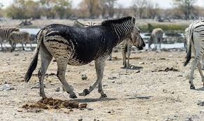 Listen to the best the black zebra shows. This Rare Zebra Is Almost Entirely Black Nature News Express Co Uk