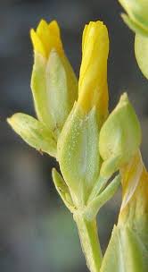 Image result for Sebaea pentandra