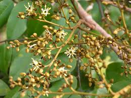 Image result for Dialium