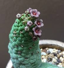 Image result for Tridentea marientalensis