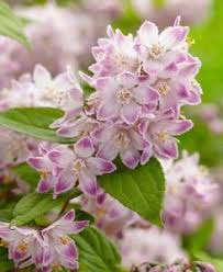 Image result for Deutzia hybrida Pink Pompon