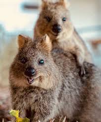 Pin By Mariah On Kvokka In 2020 Quokka Cute Funny Animals Funny Animals