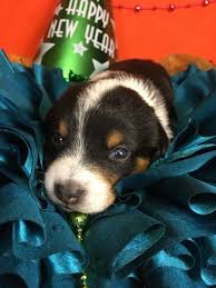 I also raise australian cattle dogs, blue heelers, red heelers, miniature and standard heelers. Litter Of 4 Cowboy Corgi Puppies For Sale In Bemidji Mn Adn 58801 On Puppyfinder Com Gender Male Age 2 Weeks Old Cowboy Corgi Corgi Puppies For Sale Corgi